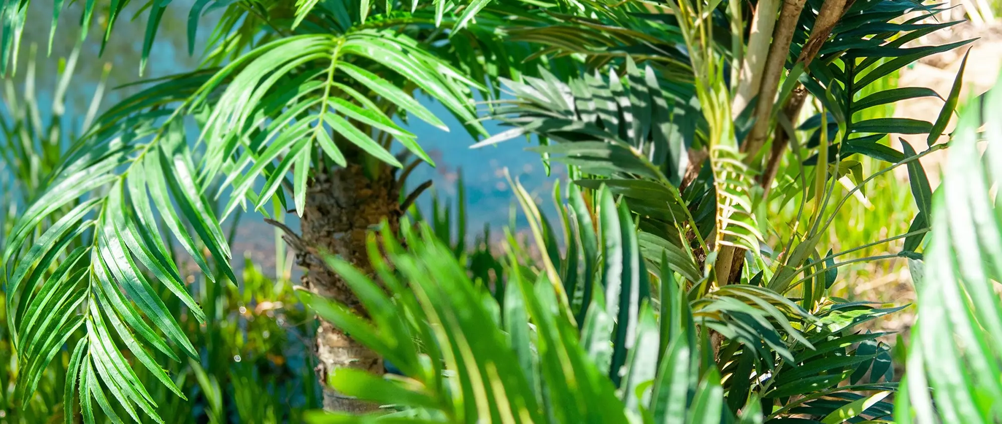 EUROPALMS Tropical Flair title image